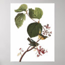 Suche nach schwarzer vogel poster Vogelbeobachter