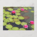 Suche nach lotus postkarten Zen