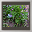 Recherche de fleur violette posters Fleurs