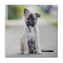 Recherche de berger allemand chien carreaux Animal