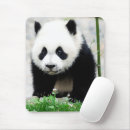 Recherche de sichuan tapis souris Ours