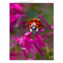 Recherche de problème photographie Coccinelle