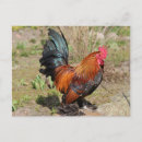 Recherche de poulailler cartes postales Animal