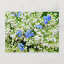 Recherche de lily of the valley cartes postales Birthday