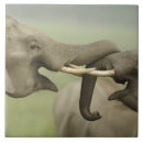 Recherche de indien carreaux Inde