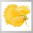 Recherche de splendens de betta posters Bettas