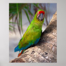 Suche nach großer baum poster Vogel