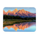 Recherche de beaut magnets Arbre