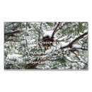 Recherche de cône photographie Nature