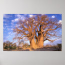 Suche nach von afrika poster Safari