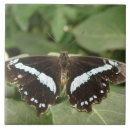 Recherche de papillon blanc carreaux Tropical