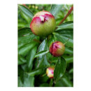 Recherche de pivoine posters Pour tous