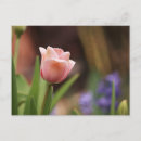 Recherche de tulpe cartes postales Printemps
