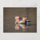 Recherche de mandarine cartes postales Nature