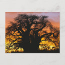 Suche nach afrika silhouette postkarten Baum