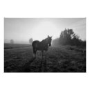 Recherche de palomino posters Ranch