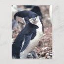 Suche nach chinstrap pinguin poster Antarktis