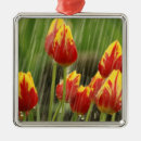 Suche nach tulpen ornamente Blüte