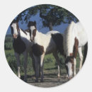 Suche nach paint horse aufkleber Foto