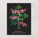 Suche nach blutung postkarten Natur