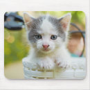Recherche de chaton gris tapis souris Animaux domestiques