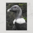 Suche nach condor poster Geier