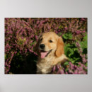 Recherche de culotte posters Chiot