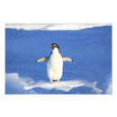 Recherche de pingouins photographie Drôle