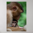 Recherche de singe de bébé posters Animal