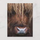 Suche nach scottish postkarten Rinder