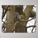 Suche nach brombeere poster Grauhörnchen
