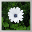 Recherche de white posters Beautiful