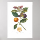 Suche nach orange blüte kunst Zitrusfrüchte