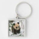 Recherche de sichuan Ours