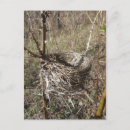 Recherche de vides cartes postales Faune