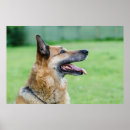 Suche nach german shepherd poster Haustier