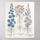 Recherche de basilic posters Botanique
