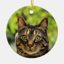 Recherche de chat tigré brun Mignon