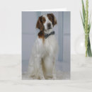 Suche nach irish setter karten Dog
