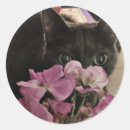 Suche nach katzenaugen aufkleber Katzenliebhaber