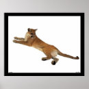 Suche nach puma poster Mountain lion