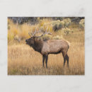 Suche nach adam jones postkarten Cervus canadensis