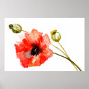 Recherche de pavots posters Botanique