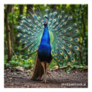 Suche nach pfau foto poster Vögel