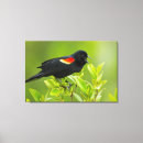 Suche nach singen leinwandbilder Vogelvogel