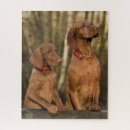 Suche nach vizsla puzzle Haustier