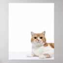 Suche nach falten poster Tiere