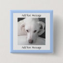 Recherche de labrador retriever badges Mignon