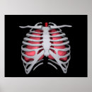 Suche nach menschliche lungen poster Atmungssystem