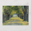 Recherche de bord de la route cartes postales Arbre